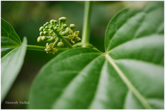 Cosmostigma racemosum